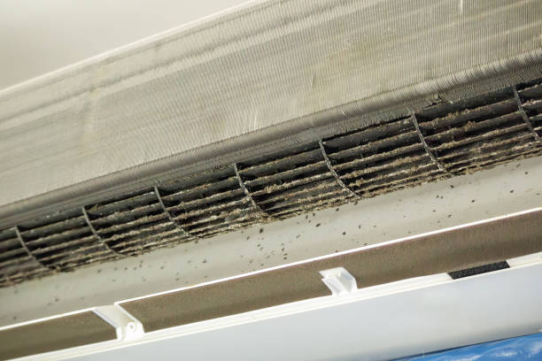 Best Air Duct Mold Removal  in Molalla, OR